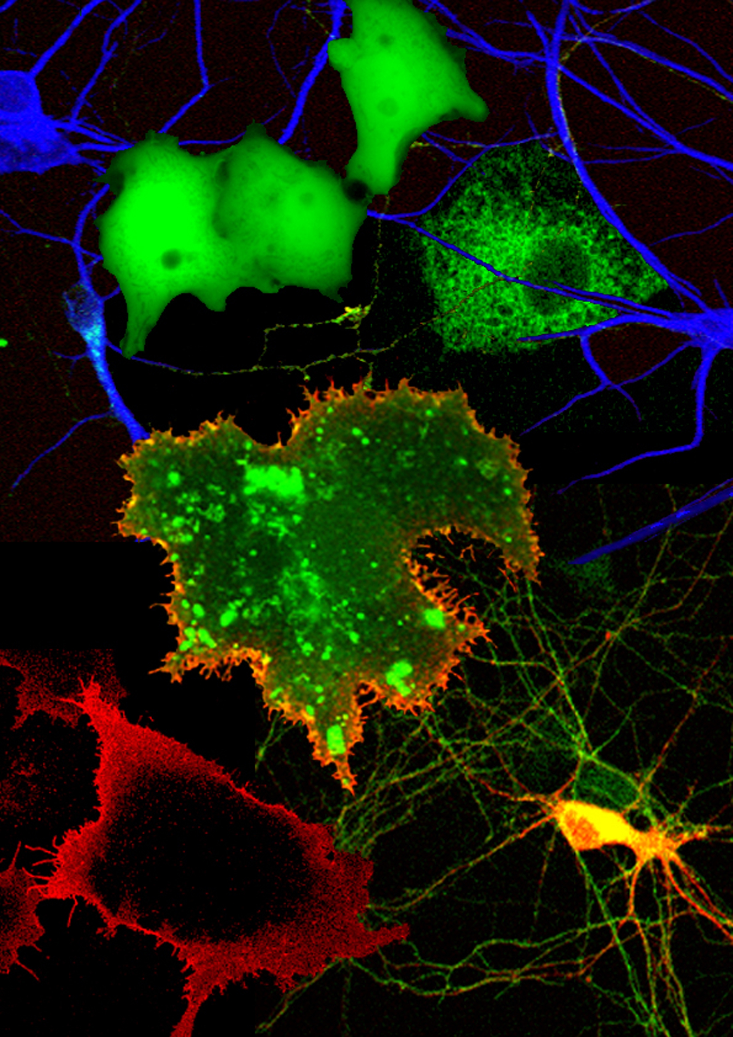 Dr andy Irving - image of neurological receptors