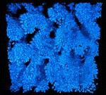 A striking 3D architectural image showing microscopic detail of cell nuclei of the colon