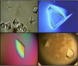 picture shows -  Images of protein crystals used to determine structures of important enzymes
