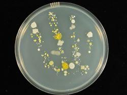 Pictures shows microbes left behind from a handprint