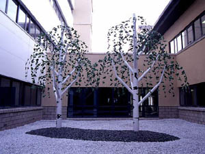 a photo of exhibition of birch trees