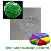 a photo of human nucleolar proteome