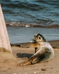 a photo of seal