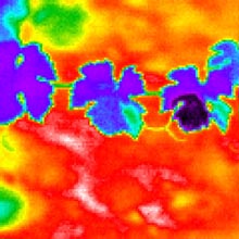 photo of thermal imaging
of leaf temperature