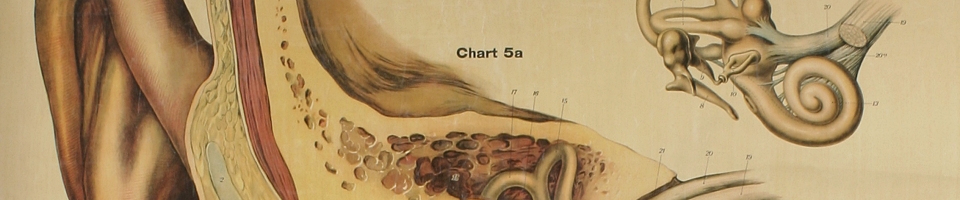 Detail of anatomical teaching chart
