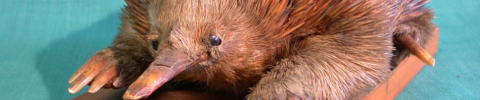 Echidna from the D'Arcy Thompson Zoology Museum