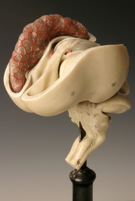 Brain Embryo model