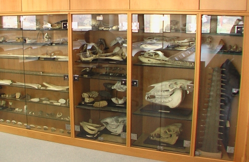 display of comparative anatomy