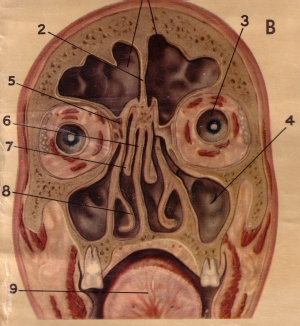detail from a teaching chart showing a section through the human head