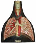 Anatomical Model of Lungs