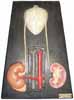 Anatomical Model of Kidneys