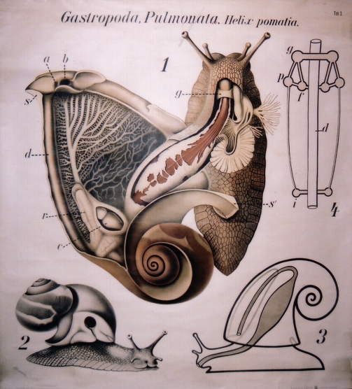Pfurtscheller chart of snail anatomy