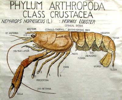Detail of a teaching chart showing the Norway Lobster or Scampi 