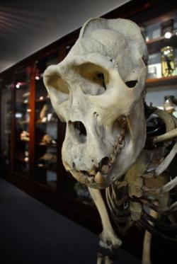 gorilla skeleton in the D'Arcy Thompson Zoology Museum
