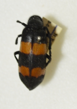 Blister Beetle