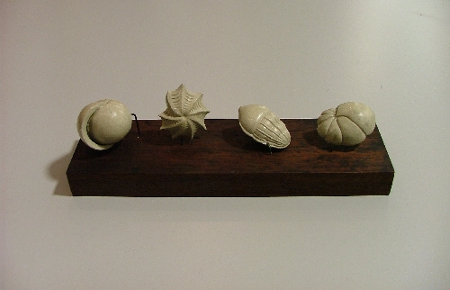 Foraminifera models