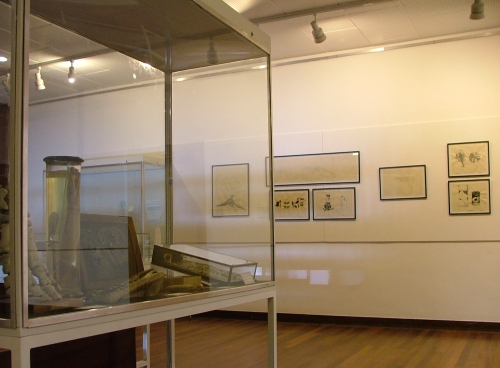 view of exhibition showing D'Arcy Thompson specimens and drawings by Lindsay Sekulowicz
