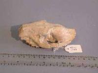 oreodon gracilis skull