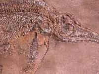 ichthyosaurus fossil