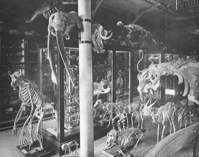 the original zoology museum