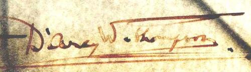 D'Arcy's signature