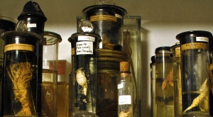 specimens in the Zoology Museum store