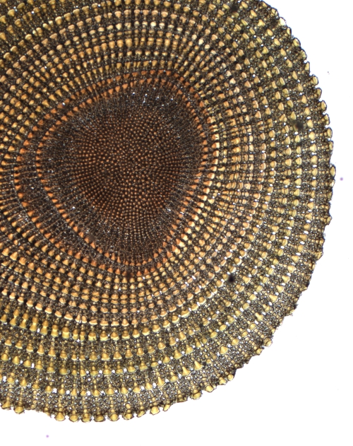 Spine of a Sea Urchin