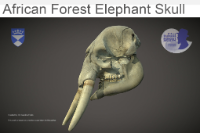 African Forest Elephant scan thumbnail