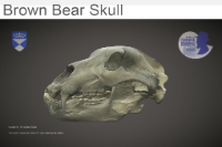 Brown Bear Skull