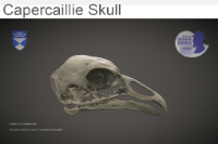 Capercaillie skull