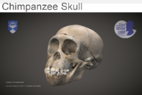 Chimpanzee Skull image
