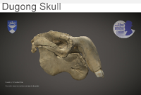 Dungong skull