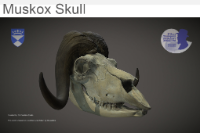 Muskox Skull