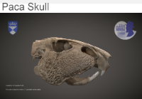 Paca Skull