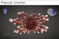 Pencil Urchin