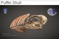 Puffin skull