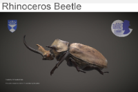 Rhinoceros Beetle image