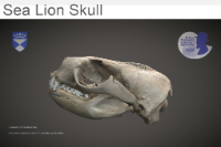 Sea Lion Skull image
