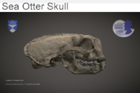 Sea Otter Skull image