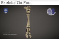 Skeletal Ox foot