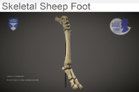 Skeletal Sheep foot