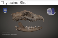 Thylacine Skull image