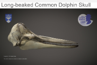 Long beaked common Dolphin Skull image