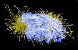 Image description: A human cervical carcinoma (HeLa) cell captured in the early stages of cell division. During cell divison the cell needs to ensure the genetic material is equally distributed between daughter cells. Molecular machines working along a dynamic scaffold (microtubules, shown in yellow) separate the genetic material, condensed into chromosomes (blue). This critical process is orchestrated by complex regulatory and control mechanisms, which become defunct in cancer cells.)