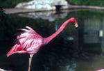a photo of flamingos